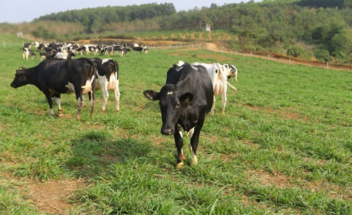 Đàn bò được chăm sóc tại Trang trại TH ở Nghĩa Đàn (Nghệ An) đảm bảo quy trình khắt khe theo chuẩn quốc tế.