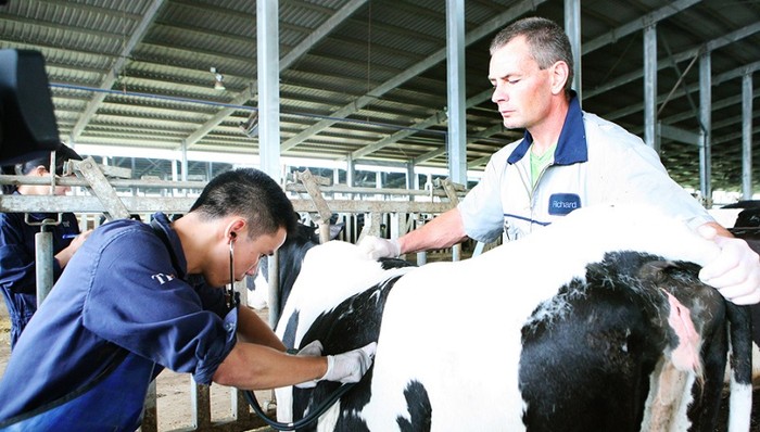 Bò sữa được thăm khám sức khỏe định kỳ, đảm bảo sức khỏe tốt để cho ra dòng sữa chất lượng nhất. ảnh: TH.