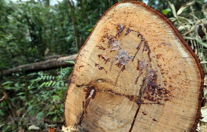 Phạt nặng đối với khai thác gỗ trái phép. ảnh: TTXVN.