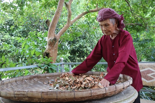 Mẹ Nguyễn Thị Sự đã 102 tuổi vẫn bốc thuốc chữa bệnh cho người dân. (Ảnh: Hồng Kiều/Vietnam+)
