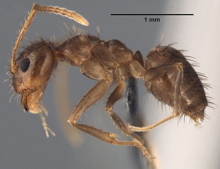 Loài kiến mang tên khoa học Nylanderia có hình dạng giống với loài kiến "điên" hồi năm 2002