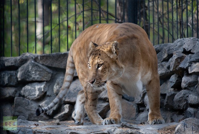 Sư tử cái lai hổ Zita trong vườn thú ở Novosibirsk