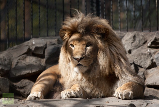 Sư tử châu Phi Sam - "bố" của sư tử lai Kiara