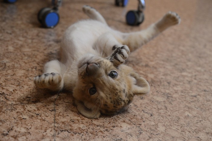 Nhưng khi trưởng thành, nhiều khả năng Kiara sẽ giống hổ hơn sư tử