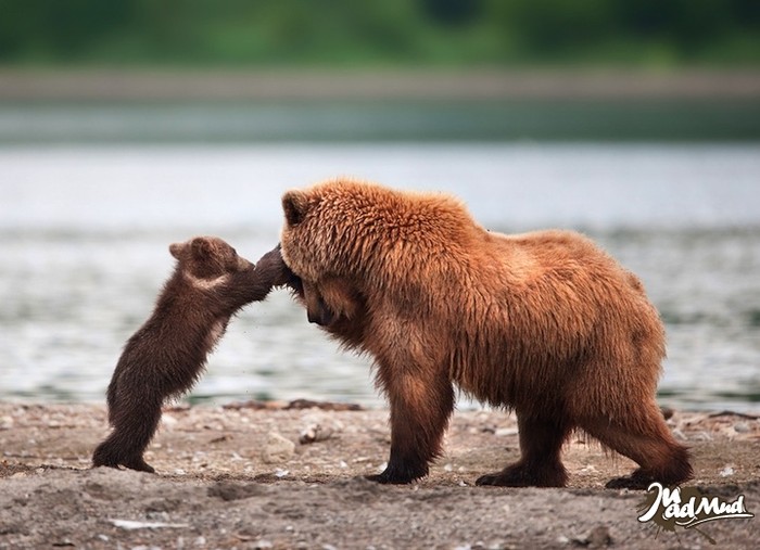Cứ mỗi năm gấu cái sinh được 1-4 gấu con
