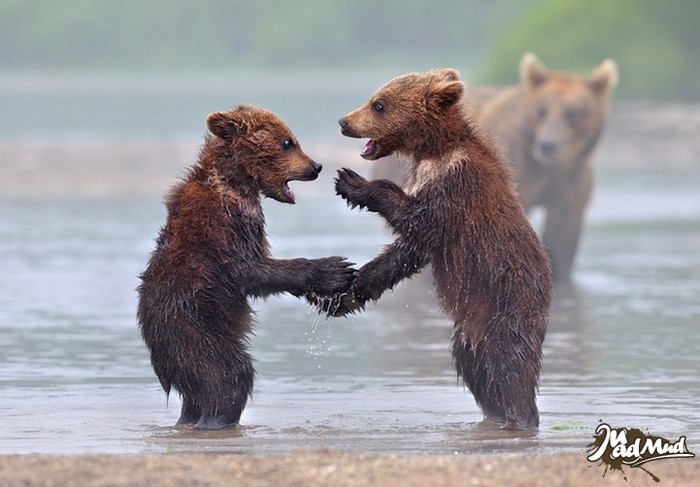 Hai chú gấu chơi đùa với nước