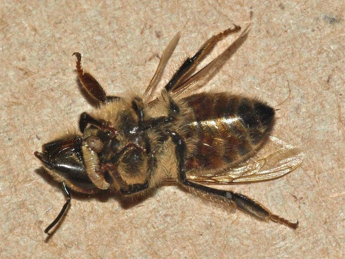 Một con ong mật bị nhiễm ký sinh trùng Borealis Apocephalus