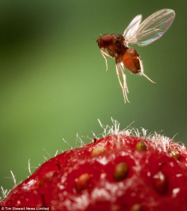 Ngành công nghiệp trái cây ở Anh bị ruồi giấm tấn công