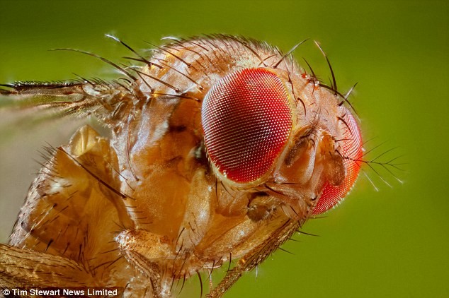 Loài ruồi giấm có nguồn gốc từ Đông Nam Á, dài khoảng 2mm, mắt màu đỏ