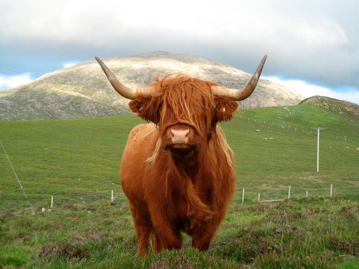 Con bò ở Highland được chụp bởi Katie Skinner, 13 tuổi ở Scotlend.