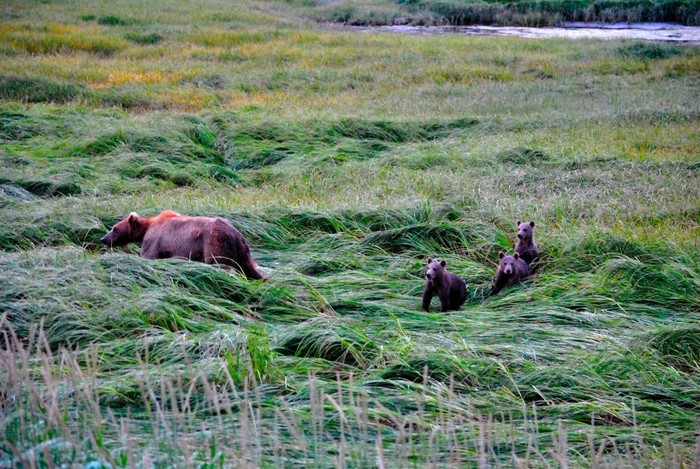 Hình ảnh gia đình gấu nâu tìm kiếm thức ăn tại một cánh đồng cỏ ở Alaska của Tiffany Vassilatos, 15 tuổi ở Mỹ