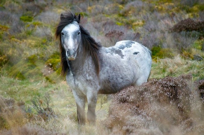 Chú ngựa hoang xứ Wales của Will Anderson, 14 tuổi đến từ Anh.