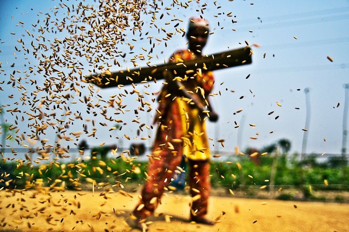 Hình ảnh một người nông dân phơi lúa tại Bangladesh của Sazzid, 17 tuối.