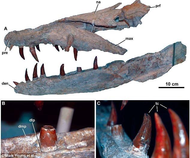 Cận cảnh răng của loài cá sấu Dokosaurus