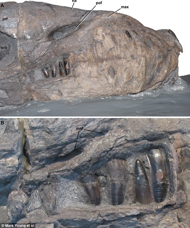 Hộp sọ, hàm dưới và răng hoá thạch của loài cá sấu Dokosaurus
