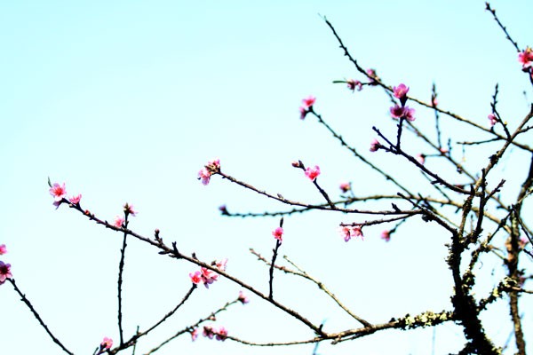 Những cây đào đang nở hoa dịp này thì đầu xuân mới 2012 sẽ không nở hoa nữa.