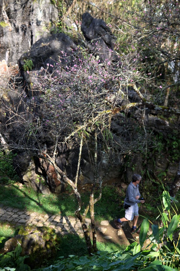 Đào nở sớm tại khu du lịch Sa Pa đã thu hút sự chú ý của đông đảo du khách.