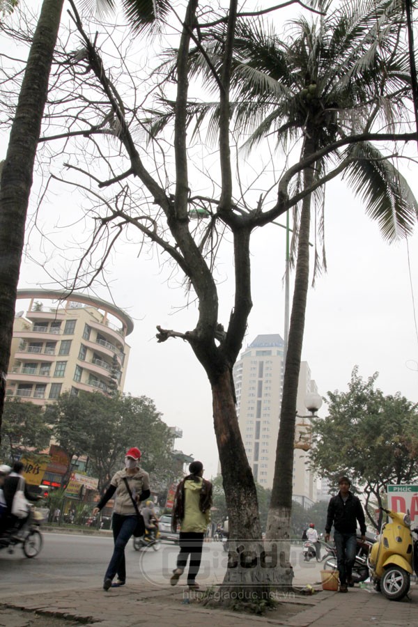 Trên đường Xuân Thủy, đoạn gần trường Học viện Báo chí và Tuyên truyền, một cây phượng với bán kính khoảng 45cm đã chết khô từ lâu.