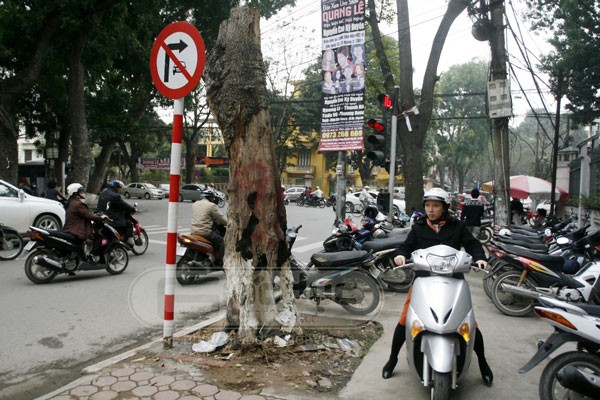 Trên đường Nguyễn Du, một gốc cây đã chết từ lâu. Nó đã được cắt bỏ cành và thân, nhưng không hiểu vì lí do gì, cây này vẫn được để lại khoảng 2,5m thân cây khô mục ruỗng.
