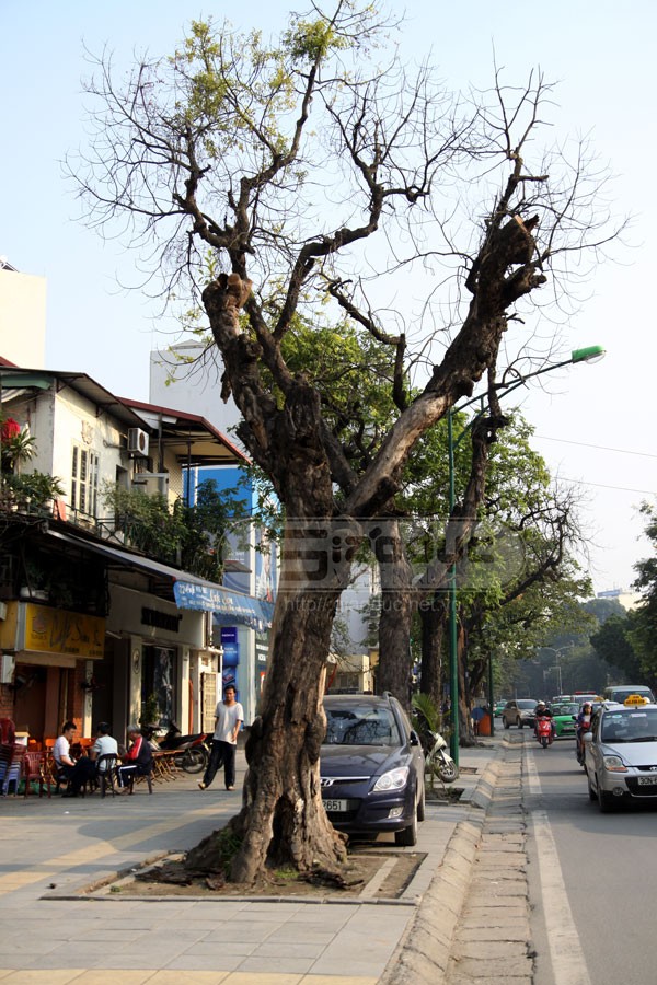 Trên khắp các tuyến đường, phố Hà Nội hiện nay đang tồn tại thực trạng cây xanh chết khô, mục ruỗng từ lâu nhưng vẫn không được chặt hạ, thay thế cây mới.