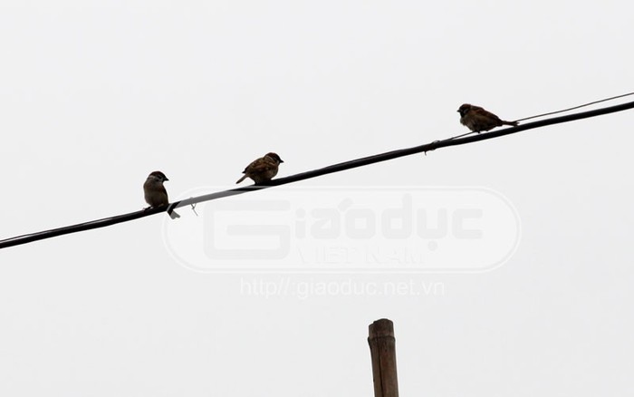 Rất nhanh chóng, những chú chim sẻ đầu tiên đã bay về điểm đặt bẫy. Tuy nhiên, chúng còn phân vân đậu trên dây điện để... "do thám" tình hình.