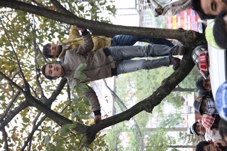 Một số thanh niên trèo lên cả cây để theo dõi, ngó mặt Luyện.