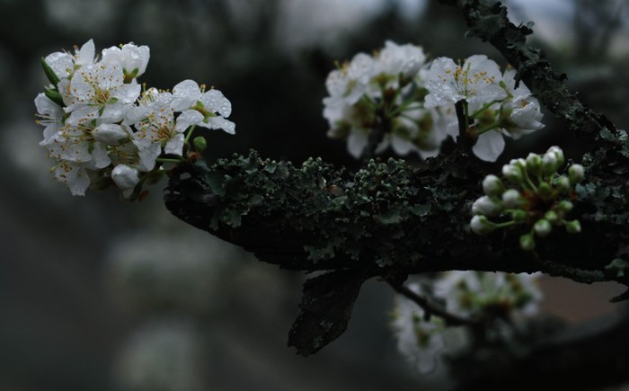 Căng tràn sức sống với những giọt sương sớm còn ngự trên những cánh hoa trắng tinh khiết. XEM THÊM HÌNH ẢNH VẺ ĐẸP QUÊ HƯƠNG VIỆT NAM