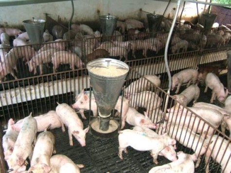 Nhiều hộ chăn nuôi hiện đang lạm dụng chấy kích thích tăng trọng cho lợn gây độc hại cho người dùng thịt lợn. (Ảnh minh họa)