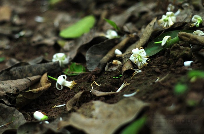 Cánh hoa cùng hoa rụng trải thảm trắng dưới gốc cây. XEM THÊM NHỮNG HÌNH ẢNH ĐẸP KHẮP MỌI MIỀN ĐẤT NƯỚC