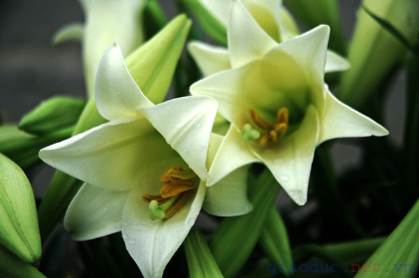 Hà Nội tháng Tư về, hoa loa kèn lại nhè nhẹ mở cánh, long lanh cùng những giọt sương trong sớm mai tinh khôi.