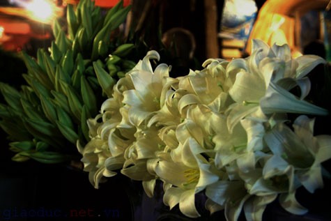 Nét tinh khôi, thuần khiết trong trắng của hoa loa kèn tựa như tô thêm vẻ đẹp của người Tràng An.