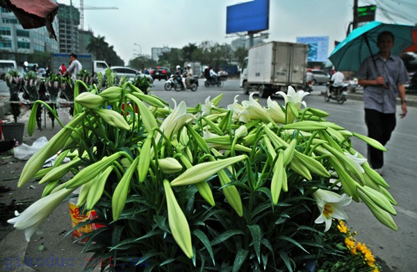Hoa loa kèn theo chân các chị, các cô rong ruổi khắp các đường phố Hà Nội.