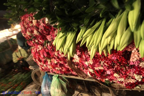 Hoa loa kèn được di thực tới Việt Nam từ đâì thế kỷ XX cùng hoa Phăng-Xê, Cẩm chướng...