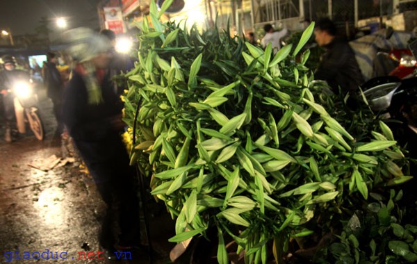 Từ mờ sáng, tại chợ hoa Quảng Bá những ngày này, hoa loa kèn chiếm đa số.