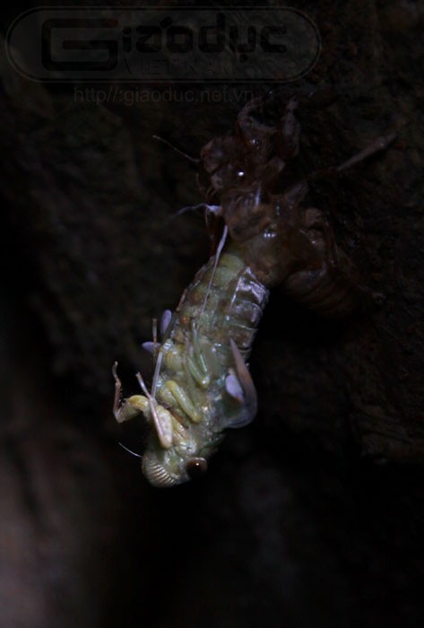Ban đầu, những con ấu trùng ve này thoát ra khỏi cải vỏ xác thì nhìn chúng như những ấu trùng vì cánh của ve chưa dài ra.