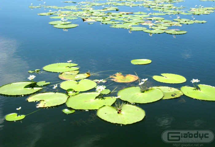 Hoa trang - loài hoa đặc trưng của hồ Quan Sơn. Xem thêm 'Say' với cảnh sắc nước non hùng vĩ lãng mạn của hồ Quan Sơn (P1)
