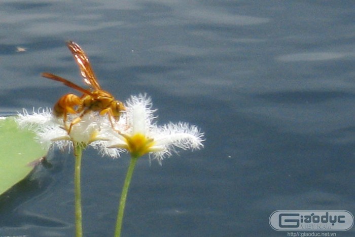 Một chú ong vàng đang hút những giọt mật của hoa chang và lấy phấn. Xem thêm 'Say' với cảnh sắc nước non hùng vĩ lãng mạn của hồ Quan Sơn (P1)