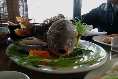 Trên bàn tiệc, món cá được trình bày cầu kỳ, đẹp mắt và sống động như đang bơi. Thân cá được rán vàng ươm nhưng đầu cá vẫn còn sống, mang còn thở và miệng cá liên tục "ngáp ngáp". (Ảnh cắt từ video)