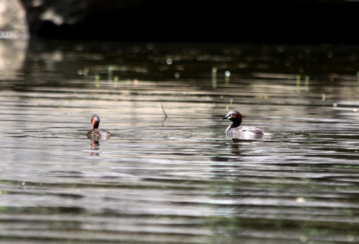 Vùng lõi Tràng An có diện tích hơn 2.000 ha, là vùng bảo vệ đặc biệt của danh thắng. Vùng bảo vệ đặc biệt này nằm trọn trong khu rừng đặc dụng Hoa Lư, thuộc quy hoạch bảo tồn cố đô Hoa Lư và cũng thuộc quy hoạch khu du lịch Tràng An với diện tích 12.000 ha. Với hệ thống các hồ nước ngọt, thảm thực vật quanh các hồ khá hoang sơ - điều kiện khá lý tưởng cho loài chim le le sinh sống. ẢNH: Chim le le ở Tràng An, Ninh Bình