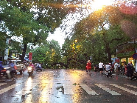 Trên nhiều tuyến phố của Hà Nội, nhiều cây xanh đã bị gió lớn quật đổ như trên phố Lý Thường Kiệt, Phạm Hùng, Đào Duy Anh, Nguyễn Du, Bà Triệu... (Ảnh Dân Trí)