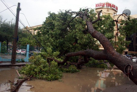 Một cây xà cừ cổ thụ bị gió quật đổ trên phố Đào Duy Anh (Ảnh Dân Trí)
