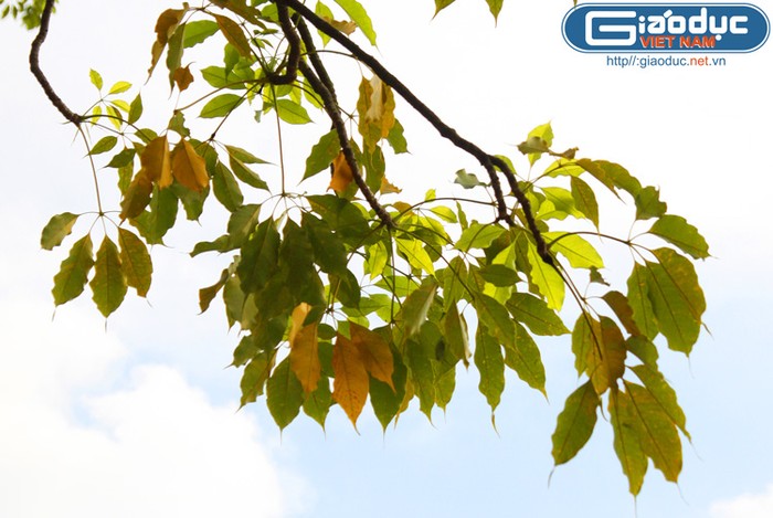 Trong tiết thu, những tán lá cây đang "phai màu" với những đốm vàng xanh in trên nền trời đầy gió và nắng vàng.