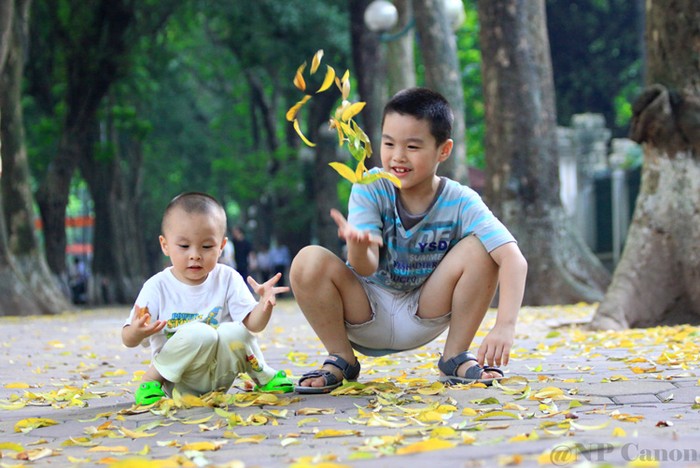Hà Nội bắt đầu vào mùa sấu trút lá vàng.