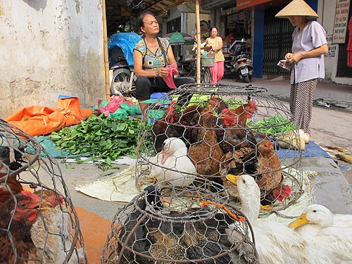 Gia cầm chưa được kiểm dịch vẫn bày bán tràn lan ở Hà Nội Ảnh: NGỌC DUNG