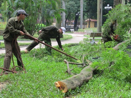 Nhóm công nhân chặt hạ cây sưa