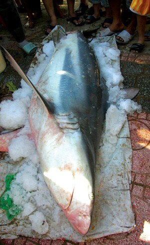 Một con cá mập bắt được gần bờ biển Quy Nhơn. Ảnh: Uyên Thu