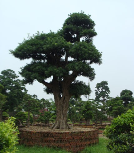 Thực hư vườn cổ tùng trị giá 1.000 tỷ đồng ở Vĩnh Phúc!