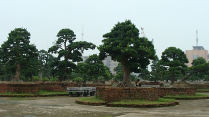 Thực hư vườn cổ tùng trị giá 1.000 tỷ đồng ở Vĩnh Phúc!