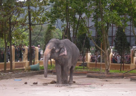 Con voi của đoàn xiếc là thủ phạm gây ra cái chết em Nguyễn Thảo Anh. Ảnh: Dân Trí