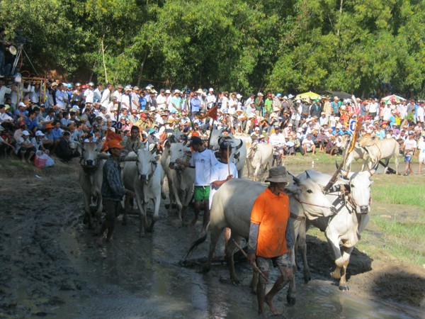Các đôi bò diễu hành quanh sân đấu trước khi vào trận.